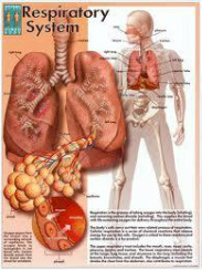 Diseases - RESPIRATORY SYSTEM